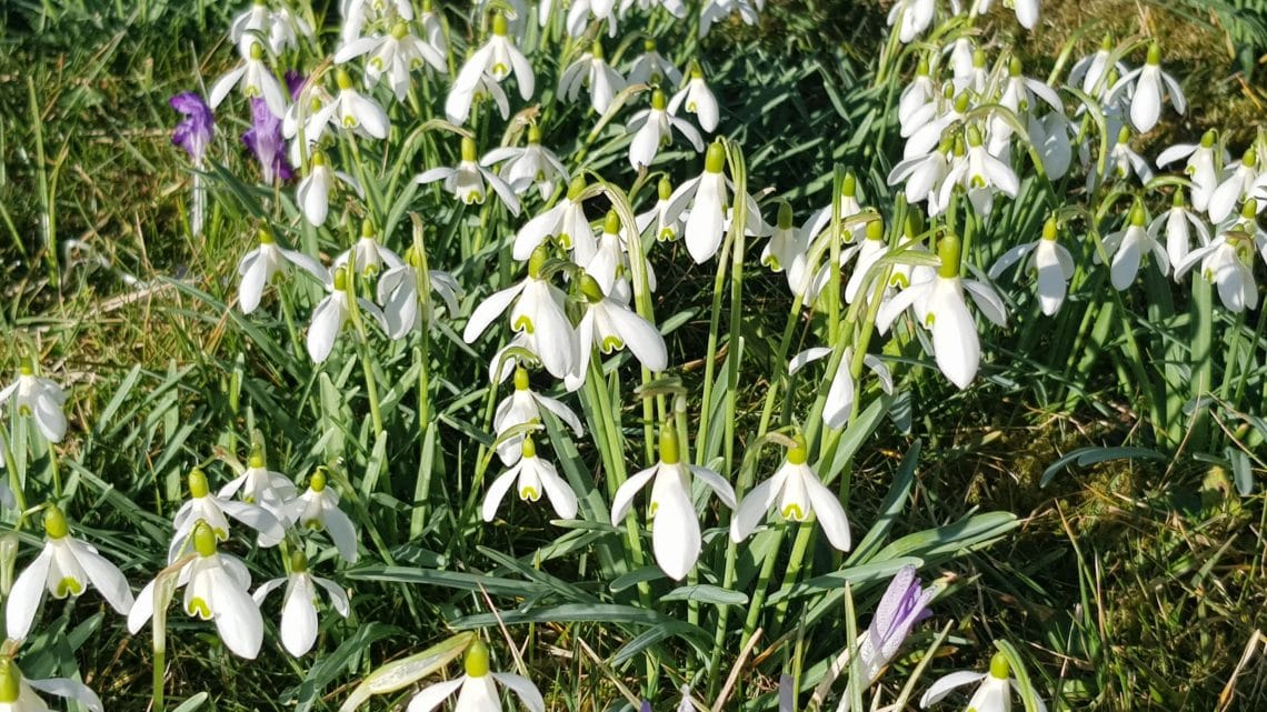 Die bekanntesten Frühlingsblüher für Haus und Garten