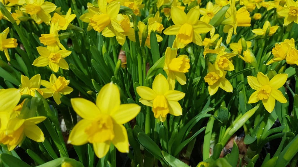 Die bekanntesten Frühlingsblüher für Haus und Garten