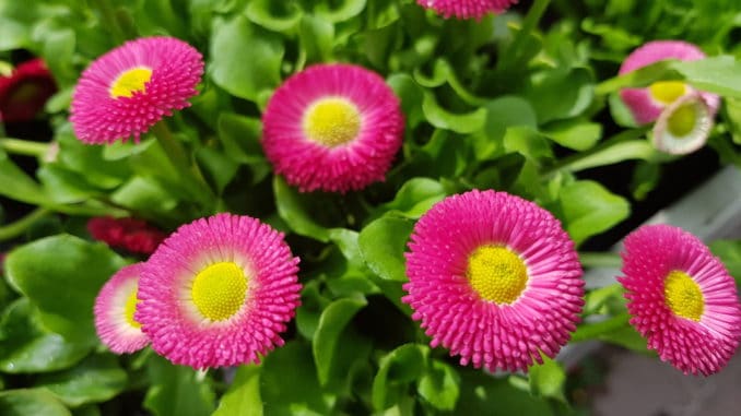 Bellis, Gänseblümchen