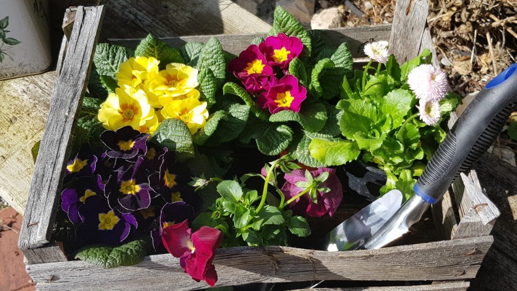 Die bekanntesten Frühlingsblüher für Haus und Garten - Gartenzeitung.com