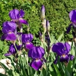 Schwertlilie, Iris, Iridaceae, Gartenzeitung.com