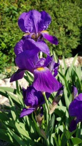 Schwertlilie, Iris, Iridaceae, Gartenzeitung.com