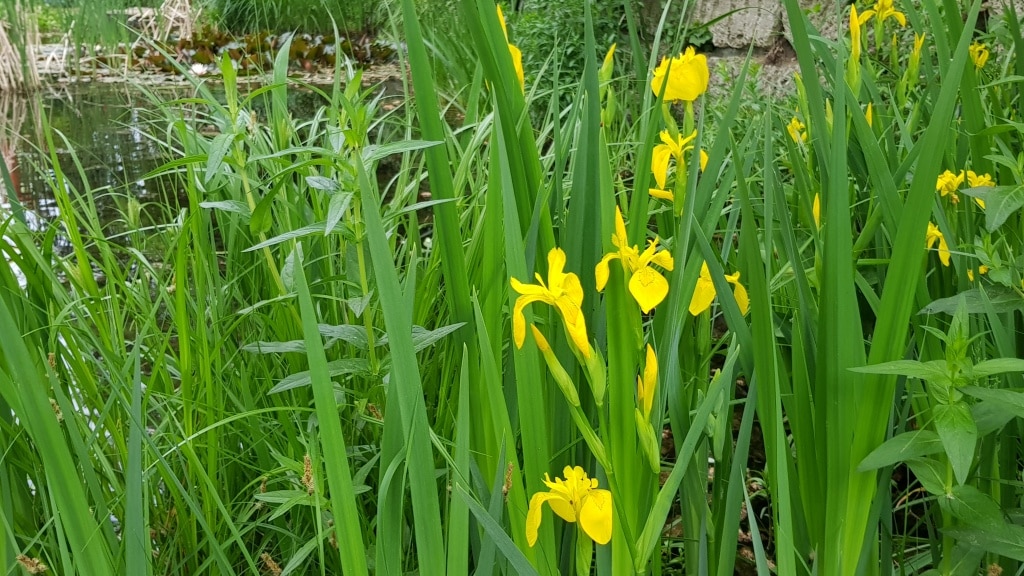 Schwertlilie, Lilie, Iris, Teich, Wasser, Gartenzeitung.com