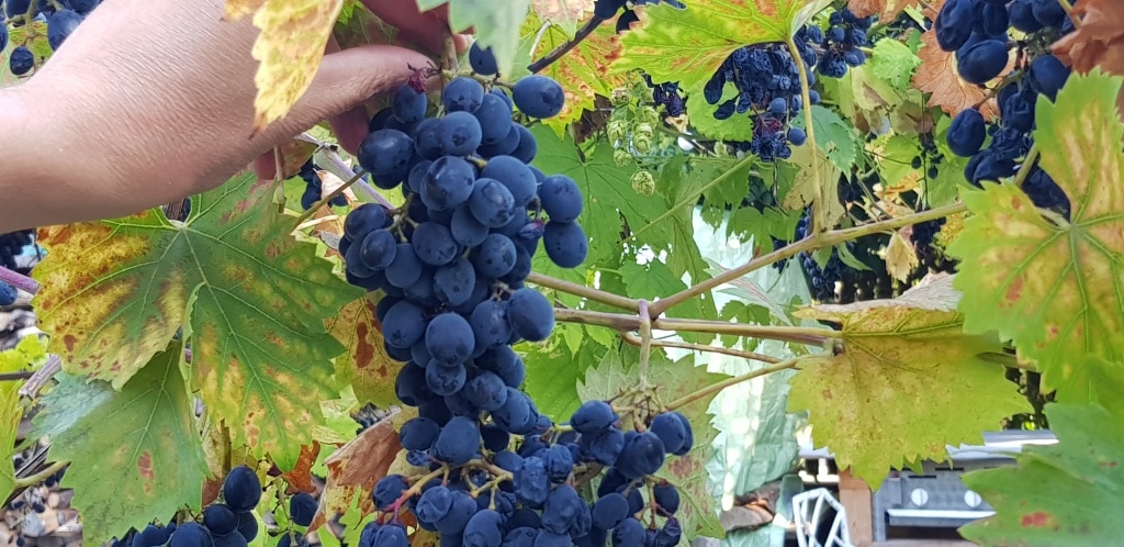 Wein, Weintrauben, Gartenzeitung.com