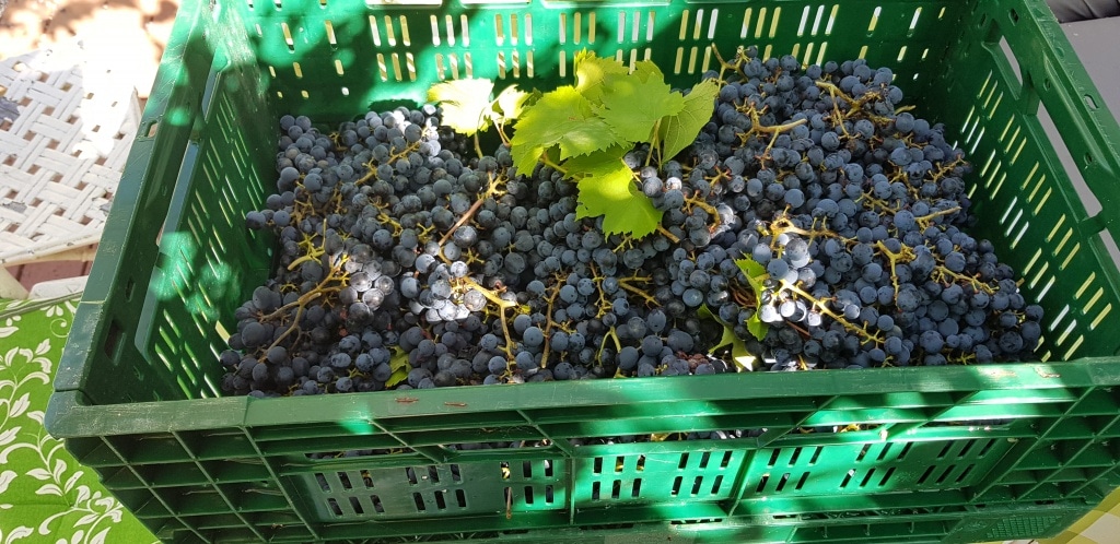 Wein, Weintrauben, Gartenzeitung.com