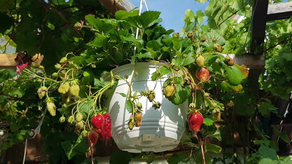 Erdbeeren, Hängeampel, Blumentopf