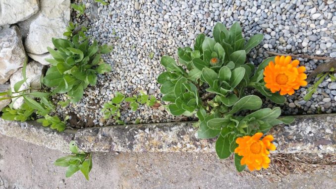 Ringelblume Ringelblumen