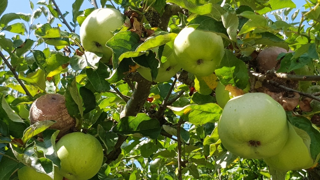 Apfel, Apfelbaum