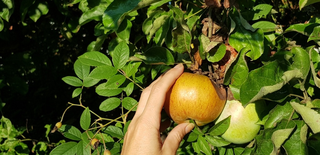 Apfel, Apfelbaum