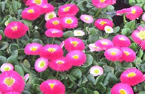Bellis