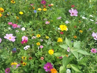 Blumenwiese, natürliche Blumen, Wiese, Blumen,
