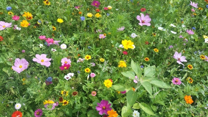 Blumenwiese, natürliche Blumen, Wiese, Blumen, Blumenwiese, natürliche Blumen, Wiese, Blumen,