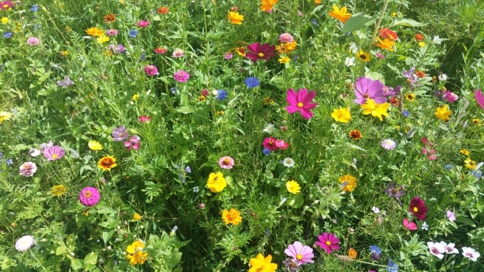Blumenwiese, natürliche Blumen, Wiese, Blumen,