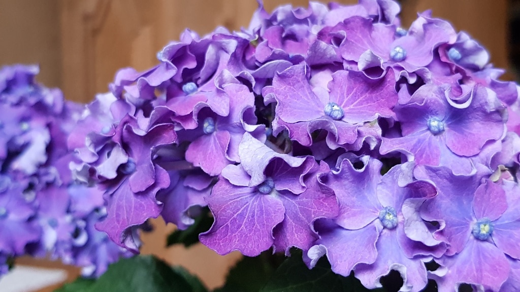 Hortensie