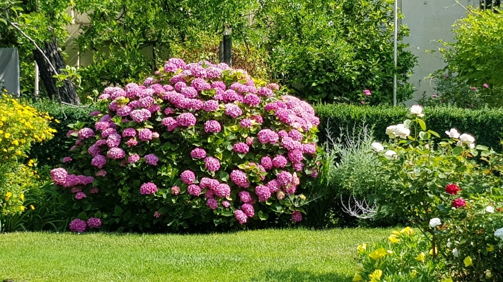 Hortensie