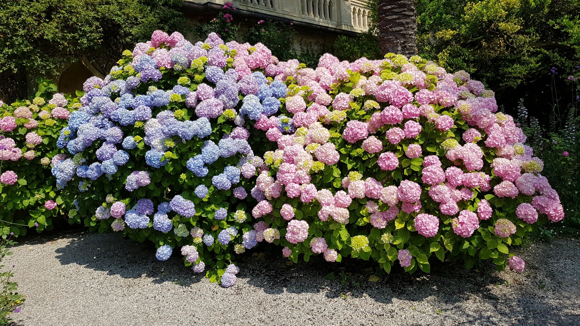 Hortensien Arten Hortensienarten Die Sch nsten Sorten F r Den Garten 