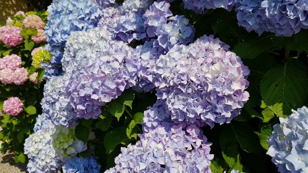 Hortensie
