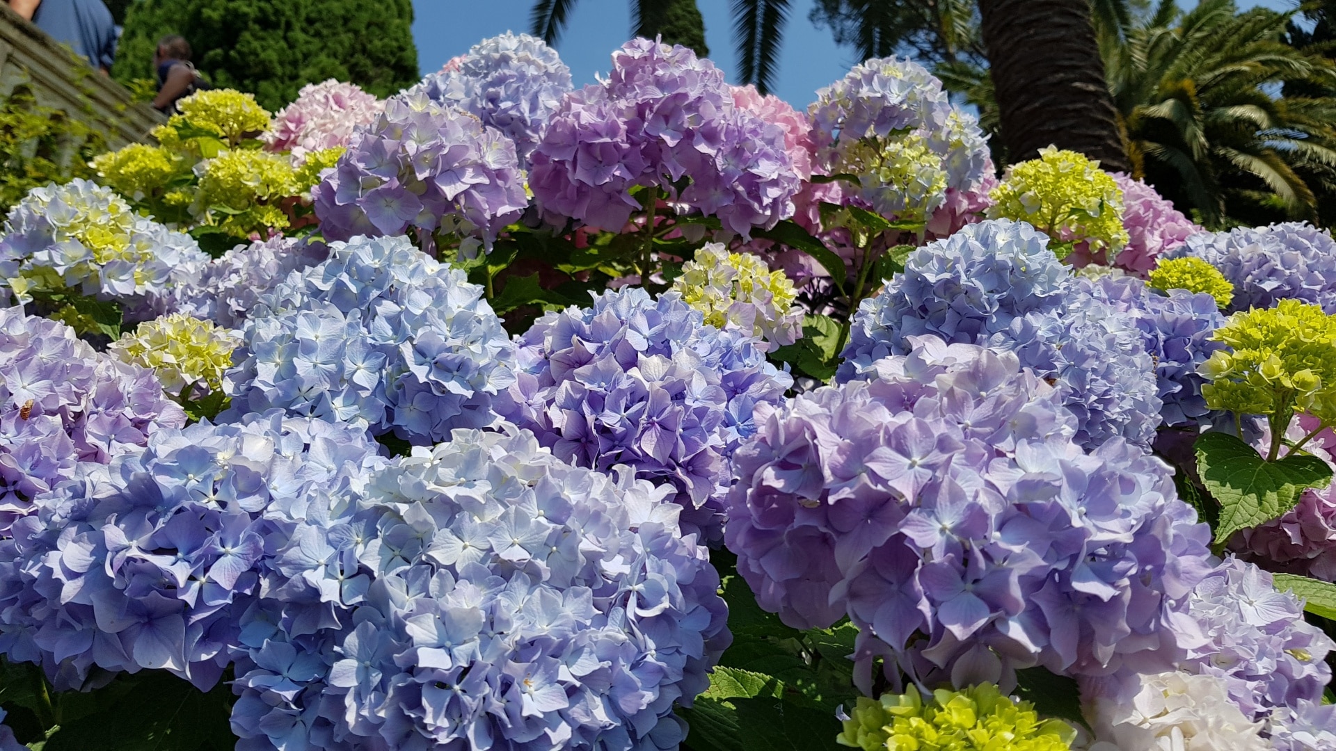 Hortensie blau färben wie werden Hortensien blau?