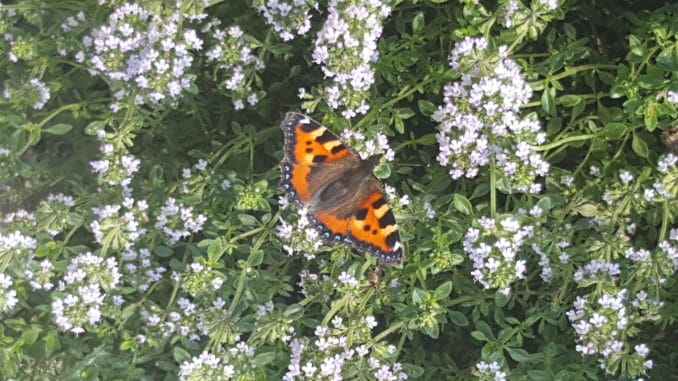 schmetterling