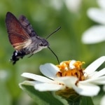 Taubenschwänzchen im Anflug auf Blüte