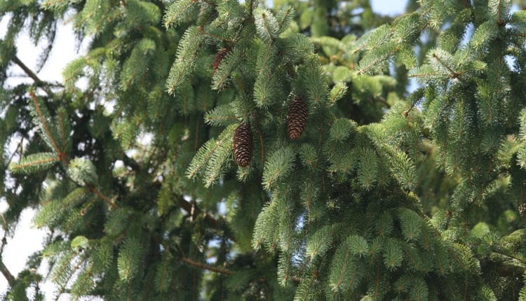 Tanne, Fichte, Zapfen, Baum