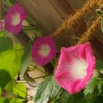 Trichterwinde, Ipomoea