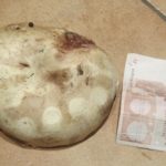 Champignon aus der Pilzbox