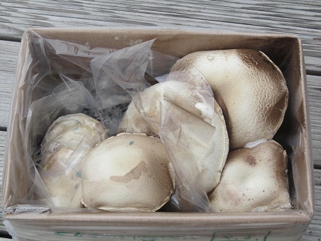 Riesenchampignons