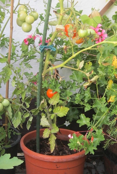 Tomaten