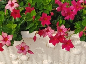 Dipladenie, Dipladenia, Gartenzeitung.com