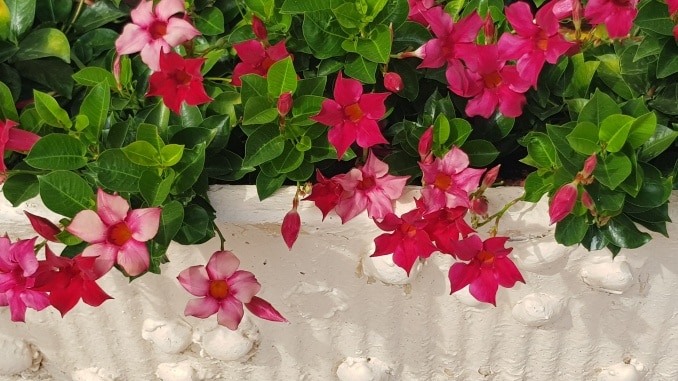Dipladenie, Dipladenia, Gartenzeitung.com Dipladenie, Dipladenia, Gartenzeitung.com