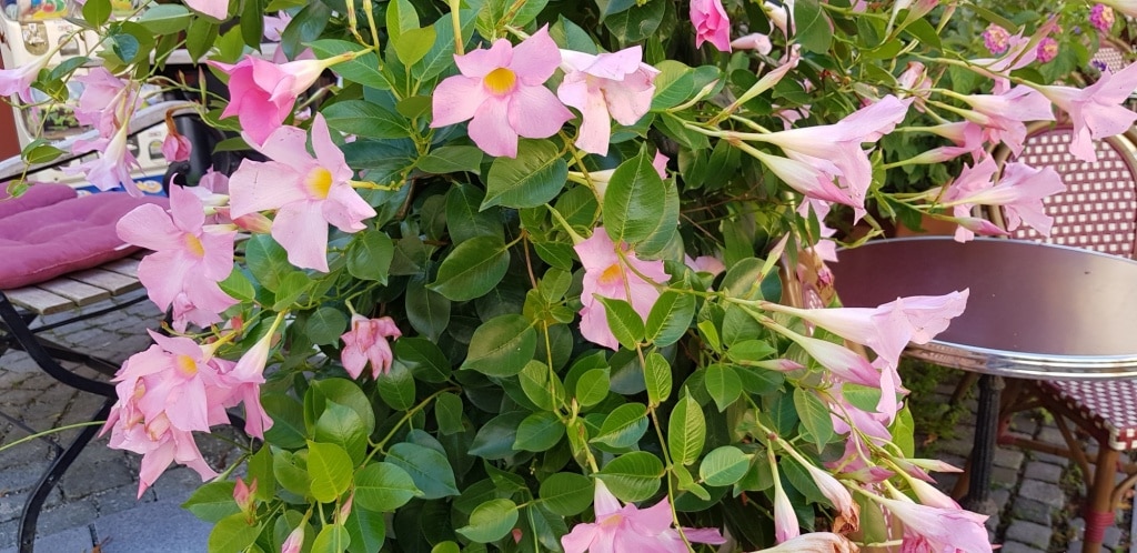 Dipladenie, Dipladenia, Gartenzeitung.com