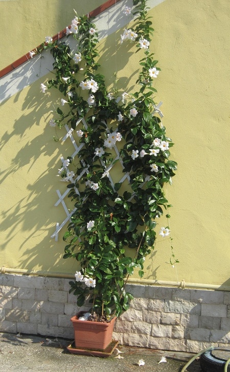 Dipladenia, Mandevilla in Italien