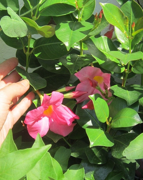 Dipladenia, Mandevilla