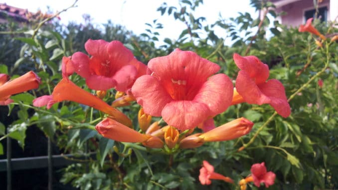Trompetenblume, Campsis