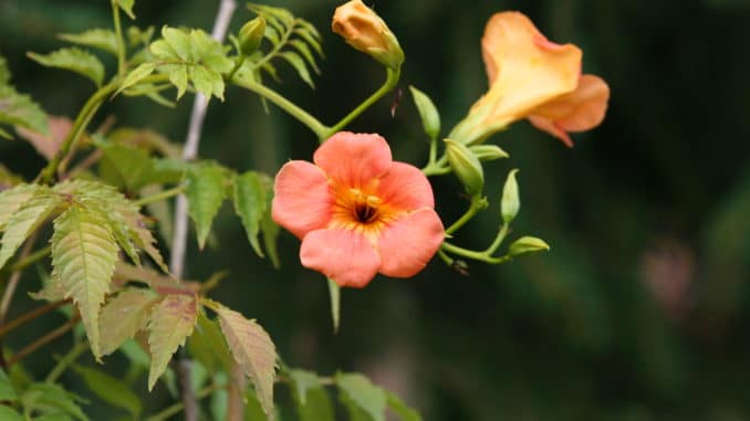Trompetenblume, Campsis