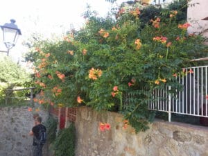 Trompetenblume, Campsis