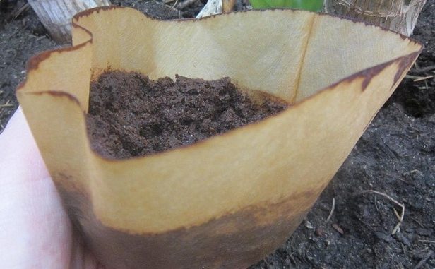 Kaffeesatz als Blumendünger Kaffeesatz als Blumendünger