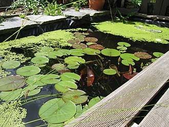 Pool zum Teich umbauen