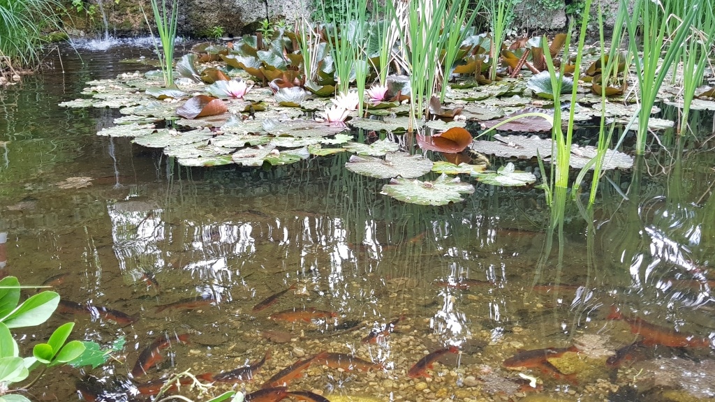 Teich, Pool, Seerosen, Wasser, Gartenzeitung.com