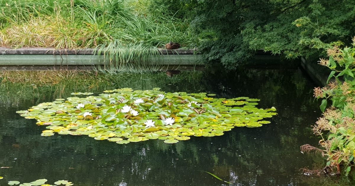 3 Tipps für einen sauberen Teich