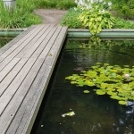 Teich, Pool, Seerosen, Wasser, Gartenzeitung.com