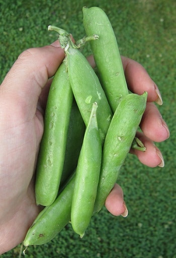 Erbsen, Gemüse
