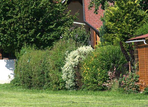 Hecke als Sichschutz
