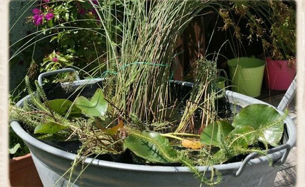 Miniteich bepflanzen - kleine Teichpflanzen finden hier ihr zu Hause
