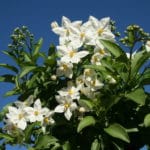 Sommerjasmin, Kletterpflanze, Kübelpflanze, Jasmin,