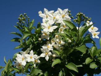 Sommerjasmin, Kletterpflanze, Kübelpflanze, Jasmin,