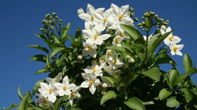 Sommerjasmin, Kletterpflanze, Kübelpflanze, Jasmin, Sommerjasmin, Kletterpflanze, Kübelpflanze, Jasmin,