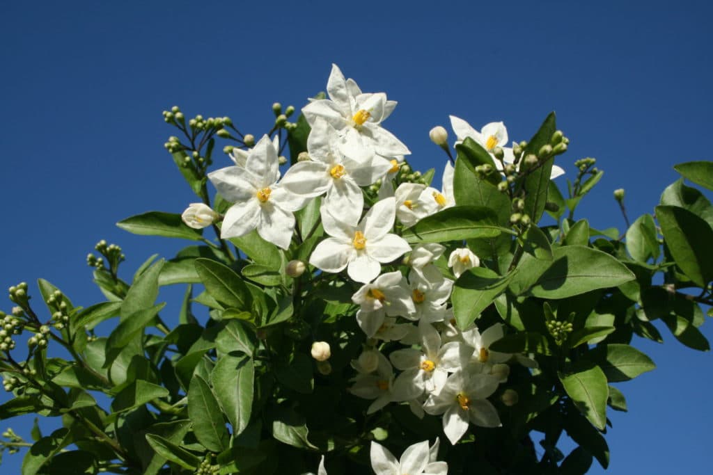 Sommerjasmin ,Solanum jasminoides, Jasmin-Solanum - Gartenzeitung.com