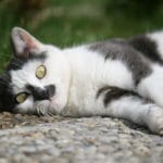 Katze, Tier,
